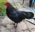 Haan australorp, Dieren en Toebehoren, Pluimvee, Mannelijk, Kip