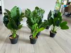 Kunstplanten monstera en calathea, Ophalen, Nieuw