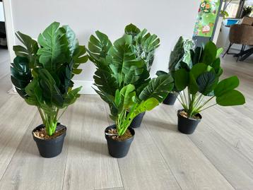 Kunstplanten monstera en calathea beschikbaar voor biedingen