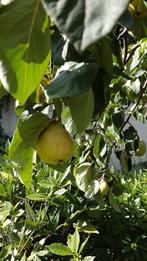 Kweeperen uit eigen tuin, Diversen, Levensmiddelen, Ophalen