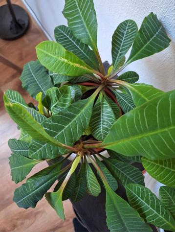 12 zaden van de Madagascar Jewel/Euphorbia Leuconeura beschikbaar voor biedingen