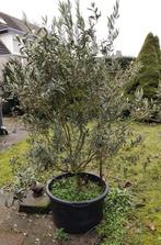 Olijfboom in plastic bak, Bloeit niet, 100 tot 250 cm, Olijfboom, Ophalen