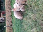 Racka lammeren, Dieren en Toebehoren, Schapen, Geiten en Varkens, Meerdere dieren, Schaap