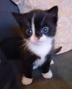 Lieve kitten (poesje) Europese korthaar, Dieren en Toebehoren, Katten en Kittens | Overige Katten, Poes, Kortharig, 0 tot 2 jaar