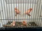 4 jonge rood mozaiek kanaries 2025, Dieren en Toebehoren, Vogels | Kanaries, Geslacht onbekend, Kleurkanarie
