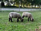 Te koop  2 schitterende Hampshire Down volbloed dekrammen., Dieren en Toebehoren, Schapen, Geiten en Varkens, Mannelijk, Schaap