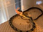 3.3 Elaphe Taeniura Callicyanous (Blue Beauty ), Dieren en Toebehoren, Reptielen en Amfibieën, 0 tot 2 jaar