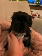 Schattige Shih tzu pups, Dieren en Toebehoren, Honden | Chihuahua's en Gezelschapshonden, Rabiës (hondsdolheid), Overige rassen