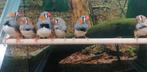 Zebravinken mooi robuust in diverse kleuren., Meerdere dieren, Tropenvogel