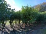 meerstammige groenblijvende laurier Novita 250-350cm, Tuin en Terras, Planten | Bomen, Lente, Dakboom, Volle zon, 250 tot 400 cm
