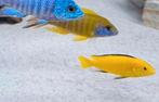 Labidochromis Caeruleus Yellow (jongen), Dieren en Toebehoren, Vissen | Aquariumvissen, Vis, Zoetwatervis