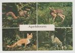 Apeldoorn Eekhoorn Reekalf Vos Wild Zwijn in Berg en Bos, Verzenden, 1960 tot 1980, Gelopen, Gelderland