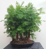 Metaseqouia Bonsai - Watercipres - Forest (bosje 5 stuks), Volledige schaduw, Ophalen of Verzenden, In pot, Minder dan 100 cm