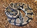 Actie! - Scaleless Head 100% het Pied - man, Slang