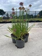 Allium Sierui, Ophalen of Verzenden, Zomer, Overige soorten, Volle zon