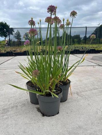Allium Sierui beschikbaar voor biedingen