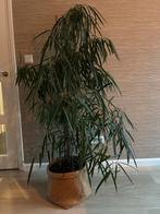 Grote Ficus Binnendijckii 160 cm, Huis en Inrichting, Kamerplanten, Ophalen, Ficus, Halfschaduw, 150 tot 200 cm