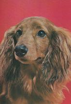 kaart Langharige Teckel, Ophalen of Verzenden, 1980 tot heden, Ongelopen, Hond of Kat