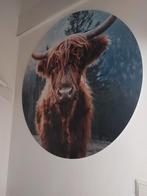 Mooie muurcirkel Schotse hooglander, Ophalen