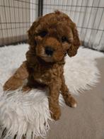 5 Cavapoo F1B puppy’s – 4 reutjes en 1 teefje, Dieren en Toebehoren, Honden | Chihuahua's en Gezelschapshonden, Overige rassen