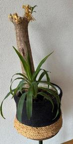 Mooie kamerplant met GUSTO MAND, Ophalen, Overige soorten, Minder dan 100 cm