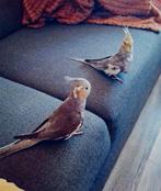 Handtam valkparkieten duo !, Dieren en Toebehoren, Meerdere dieren, Parkiet