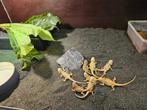 Pogona Vitticeps Baardagaam, Dieren en Toebehoren, Reptielen en Amfibieën, Hagedis, 0 tot 2 jaar