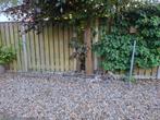 Gratis metalen haardhout rek +-260x100cm, Tuin en Terras, Haardhout, Minder dan 3 m³, Ophalen, Overige houtsoorten, Blokken