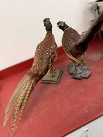 2 opgezette fazanten, Ophalen, Zo goed als nieuw, Vogel, Opgezet dier