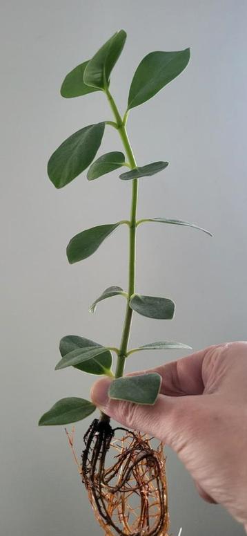 Clusia Rosea stekje - Ideaal voor binnen beschikbaar voor biedingen