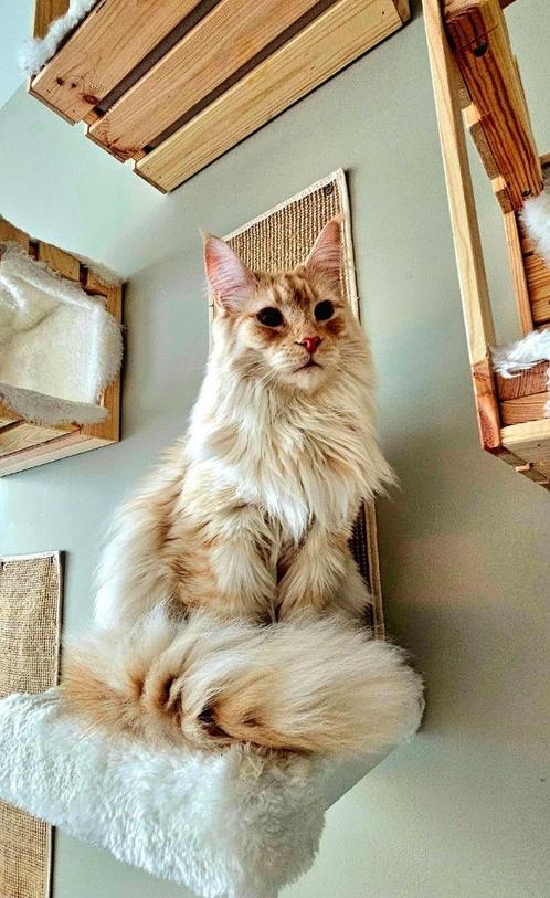 Maine Coon, Dieren en Toebehoren, Katten en Kittens | Raskatten | Langhaar, Kater, 3 tot 5 jaar, Met stamboom, Gechipt, Ontwormd