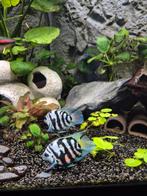 Zebra Polar Blue Cichlide, Vis