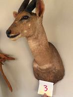 Opgezette Antilopekop, Ophalen of Verzenden