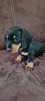Te koop kortharige black and tan dwergteckelpups 2 reutjes, Dieren en Toebehoren, Honden | Teckels en Dashonden, Reu, CDV (hondenziekte)