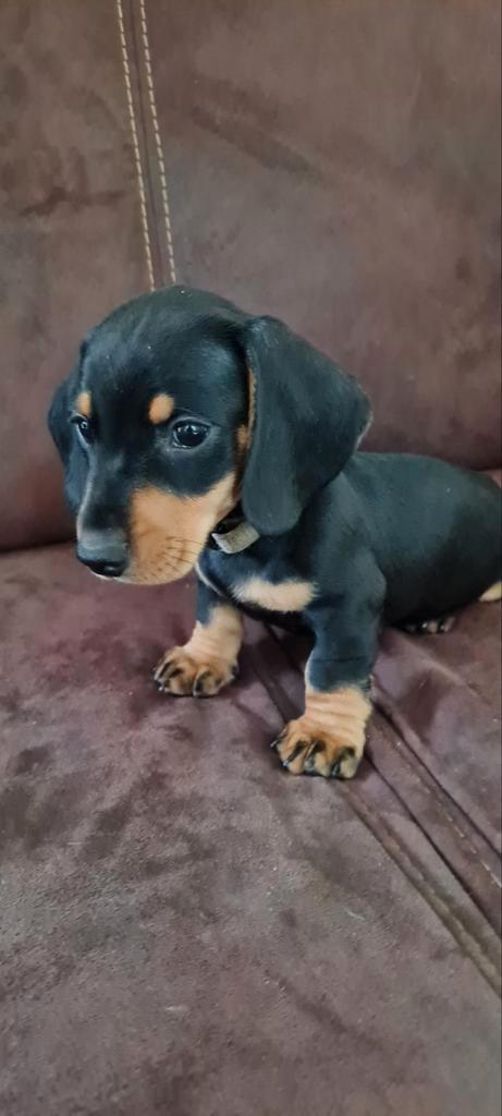 Te koop kortharige black and tan dwergteckelpups 2 reutjes, Dieren en Toebehoren, Honden | Teckels en Dashonden, Reu, Dwerg, Particulier