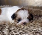 Shih Tzu pups, Dieren en Toebehoren, Rabiës (hondsdolheid), Overige rassen, 8 tot 15 weken, Meerdere