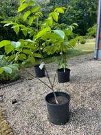 Meerstammige decoratieve walnootboompjes., Ophalen, In pot, Overige soorten, 100 tot 250 cm