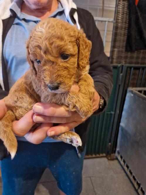 Nog een paar doodles zoeken een leuk baasje, Dieren en Toebehoren, Honden | Niet-rashonden, Middel, Meerdere dieren, Fokker | Hobbymatig