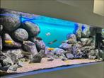 Groot Malawi aquarium 160x60x60, Dieren en Toebehoren, Vissen | Aquaria en Toebehoren, Ophalen, Gebruikt, Gevuld zoetwateraquarium