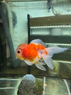 Fancy Goldfish Oranda Calico HQ, Karper of Koi