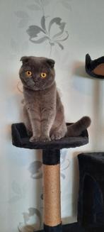 Scotisch Fold  katze, Poes, Gechipt, 3 tot 5 jaar