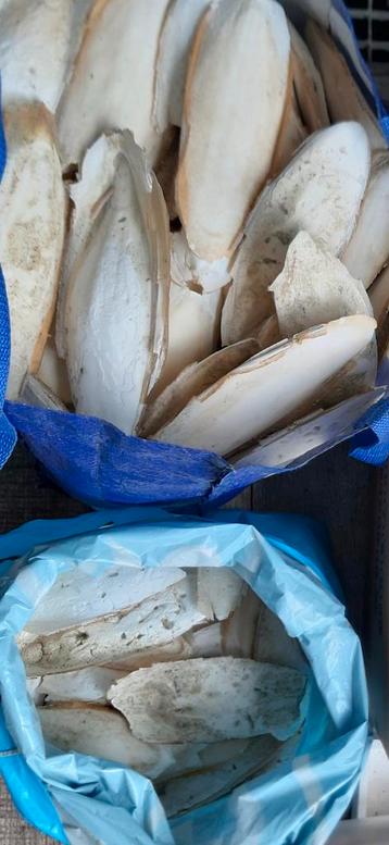 Sepia's  in div maten €8,50 per kilo beschikbaar voor biedingen