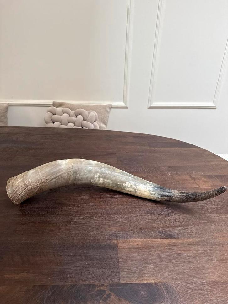 Watusi Hoorn - Stoer, Landelijk, Vergrijsd - 59cm, Huis en Inrichting, Woonaccessoires | Overige, Gebruikt, Ophalen of Verzenden