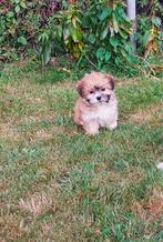 Mooie kleinblijvende Boomer pups te koop, Dieren en Toebehoren, Honden | Chihuahua's en Gezelschapshonden, Poedel, Nederland, CDV (hondenziekte)