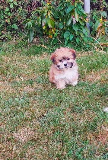 Mooie kleinblijvende Boomer pups te koop beschikbaar voor biedingen
