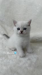 Britse korthaar kittens, Dieren en Toebehoren, Katten en Kittens | Raskatten | Korthaar, Gechipt, Meerdere dieren, 0 tot 2 jaar