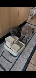 drinkfontein voor de kat, Ophalen