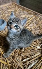 Lieve boerderijkittens, klaar om jouw hart te veroveren!, Dieren en Toebehoren, Katten en Kittens | Overige Katten