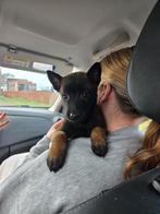 Te koop Mechelse Herder pups met stamboom, Rabiës (hondsdolheid), 8 tot 15 weken, Meerdere, Meerdere dieren