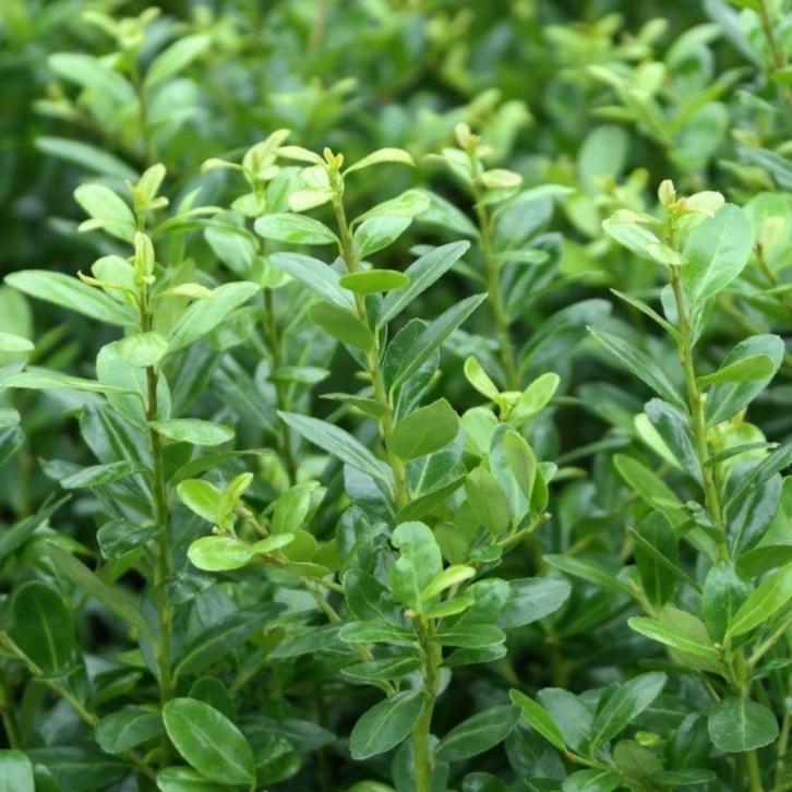 Ilex crenata Caroline upright (de buxusvervanger), Tuin en Terras, Planten | Struiken en Hagen, Hulst, Minder dan 100 cm, Ophalen